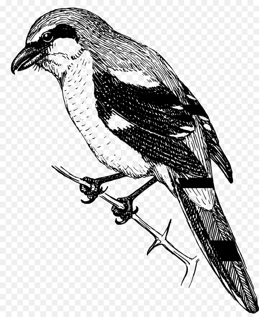 Shrike，Boba Shrike PNG