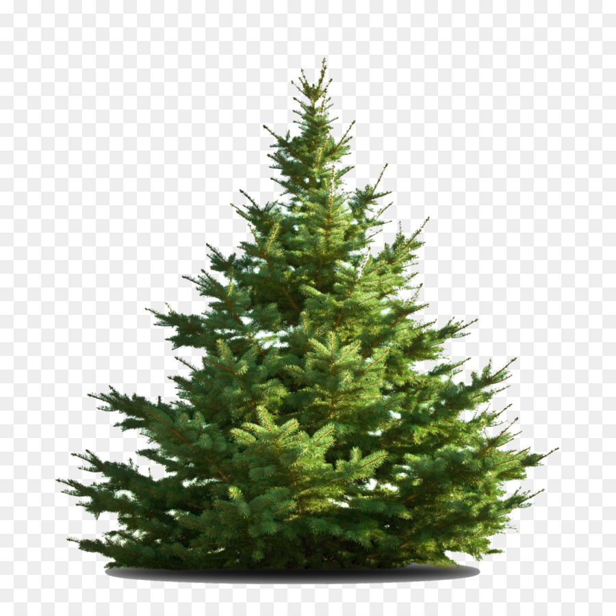 Nordmann Fir，árbol PNG