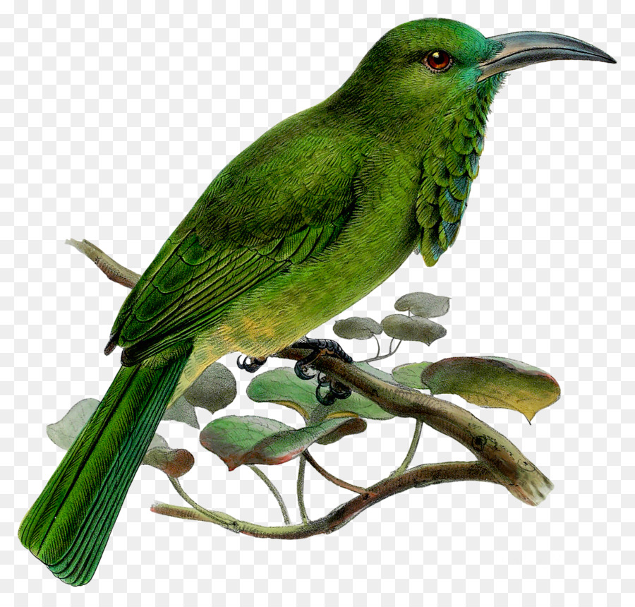 Pájaro Verde，Plumas PNG