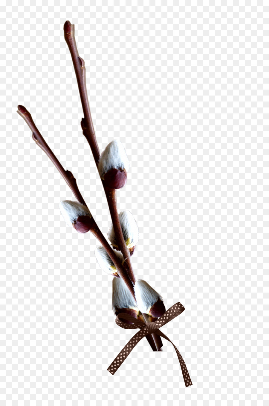 Willow，árbol PNG