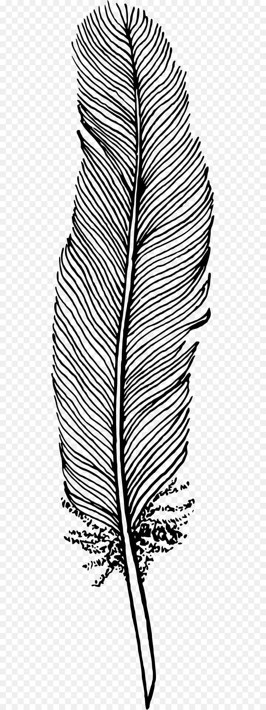 Pluma，Dibujo PNG