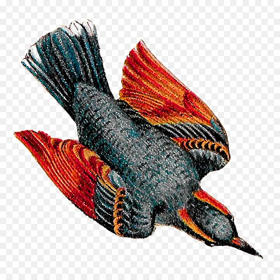 Pájaro，Vuelo PNG