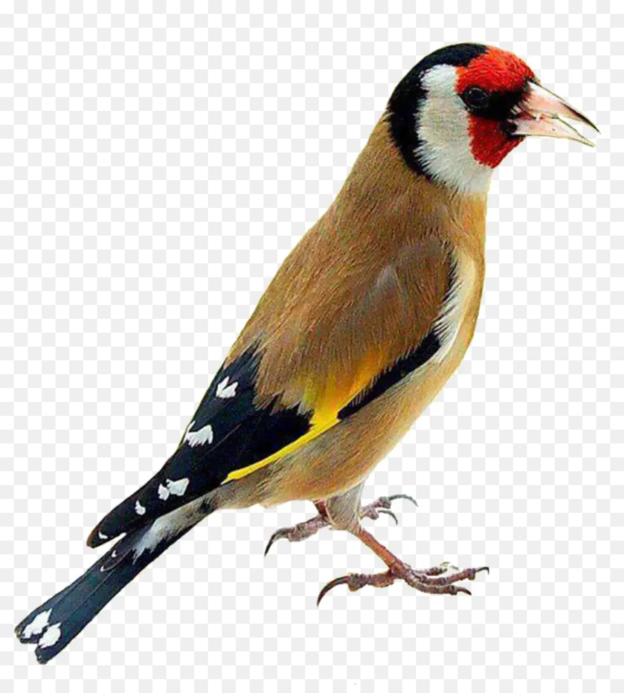 Pájaro，Nacionales De Canarias PNG