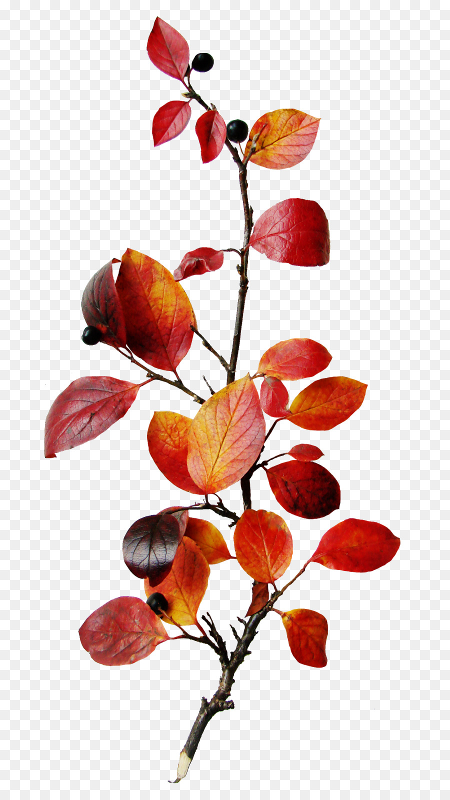 Hojas De Otoño，Rama PNG