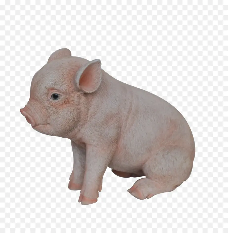 Cerdo，Cerdo Doméstico PNG