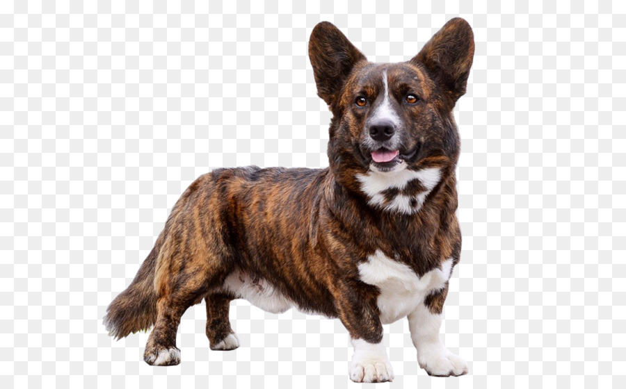 Cardigan Welsh Corgi，Cachorro PNG