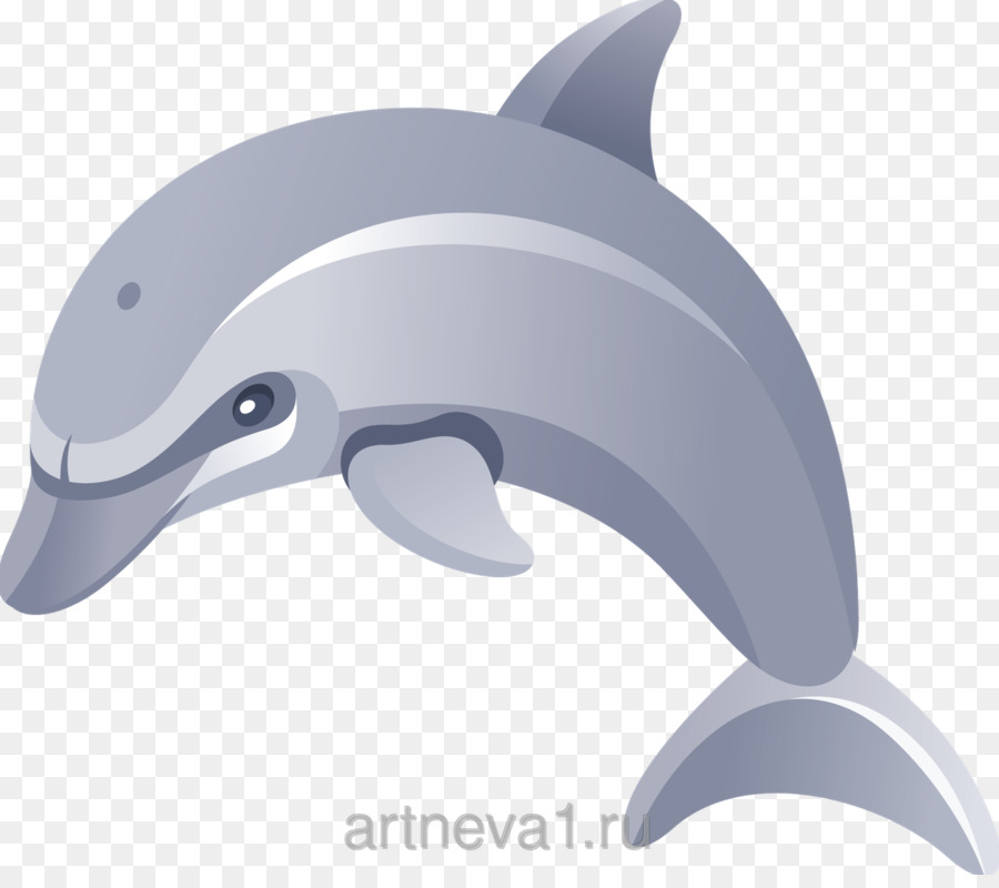 Dolphin，Fondo De Escritorio PNG