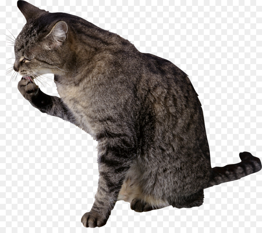 Gato，Hairball PNG