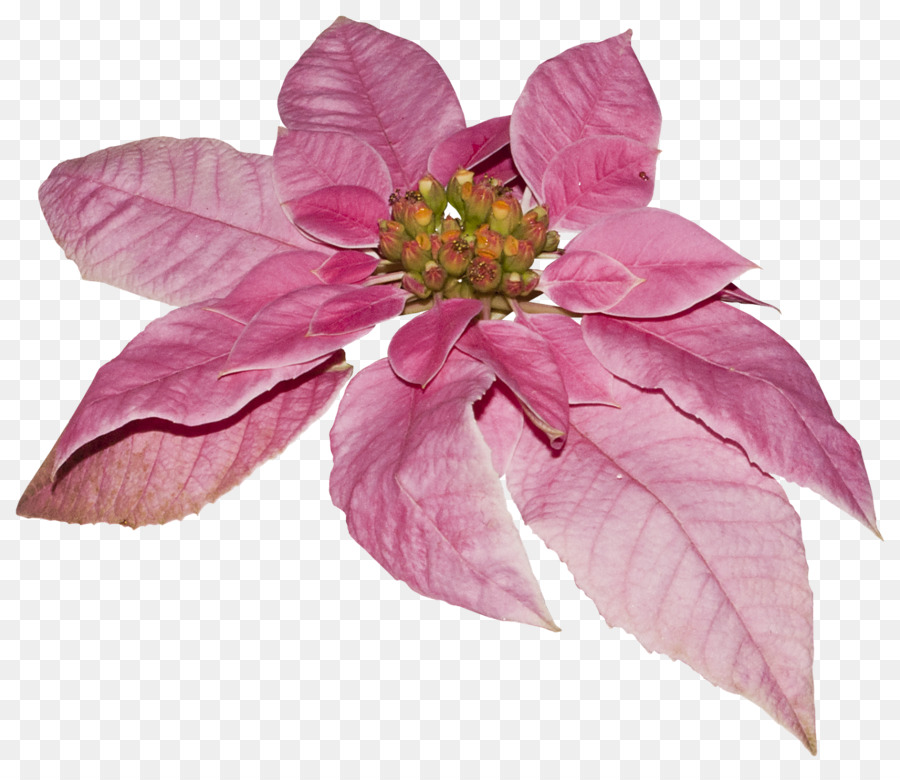 Flor，Lila PNG