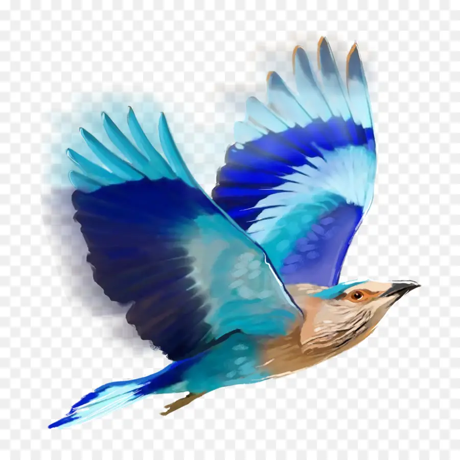 Pájaro，Edición PNG