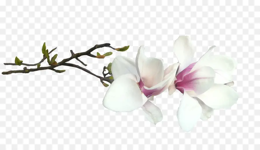 Flores De Magnolia，Rama PNG