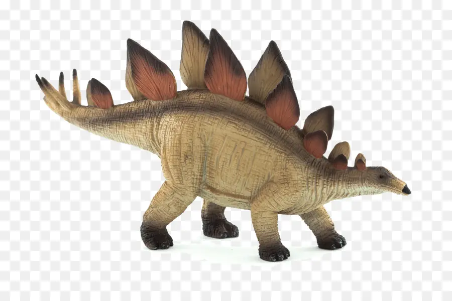 Stegosaurus，Triceratops PNG