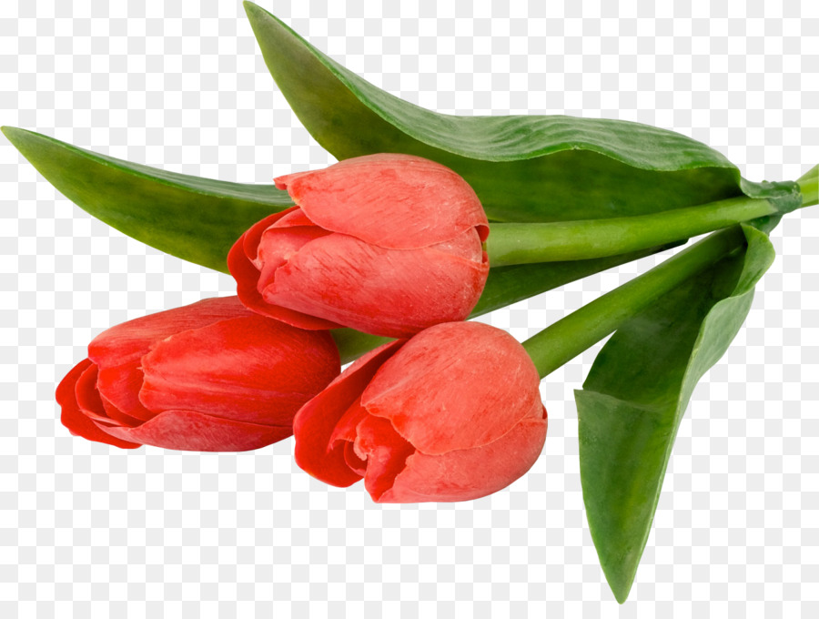 Tulip，Fondo De Escritorio PNG