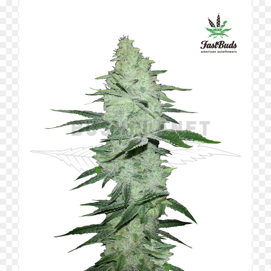 Planta De Cannabis，Marijuana PNG