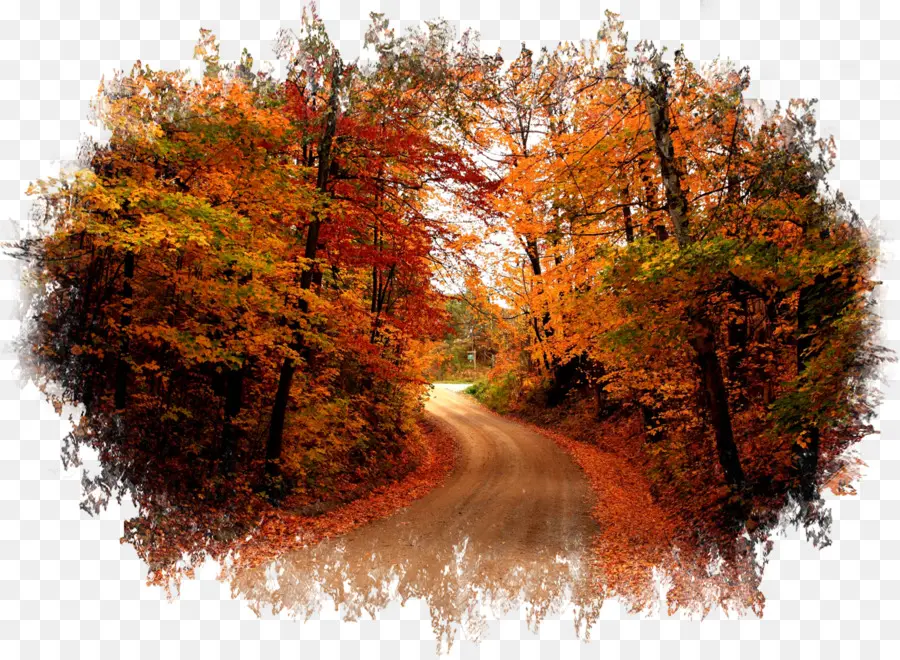 Camino De Otoño，Bosque PNG