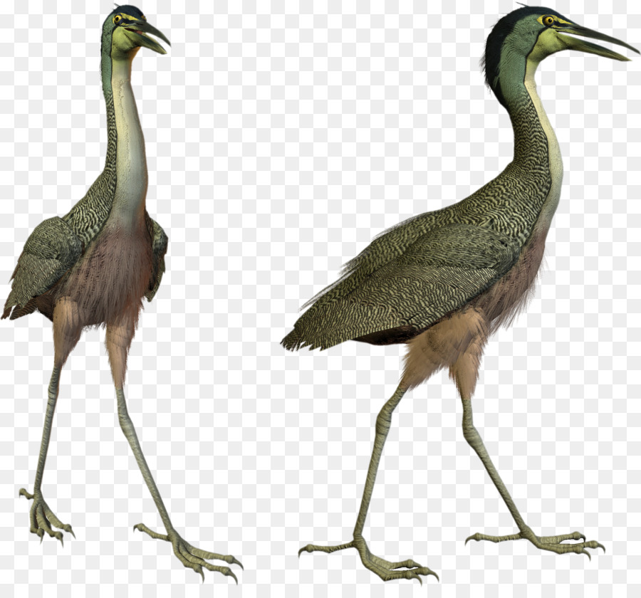 Pájaro，Ardea PNG