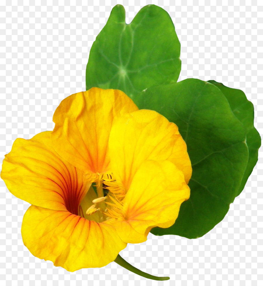 Flor，Planta Anual PNG