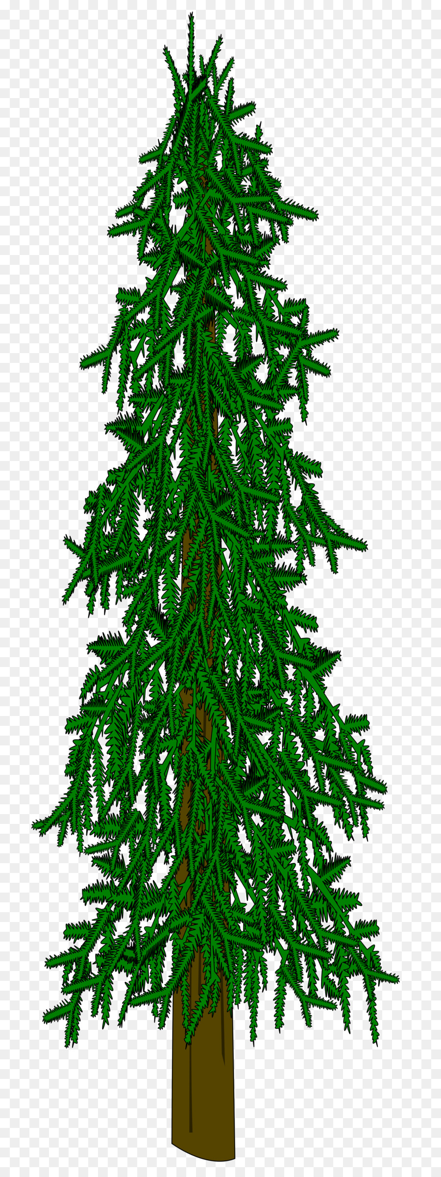 Evergreen，árbol PNG