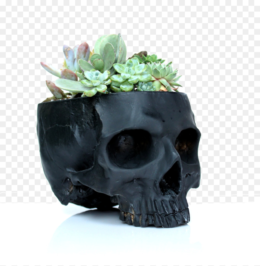 Planta，Planta Suculenta PNG