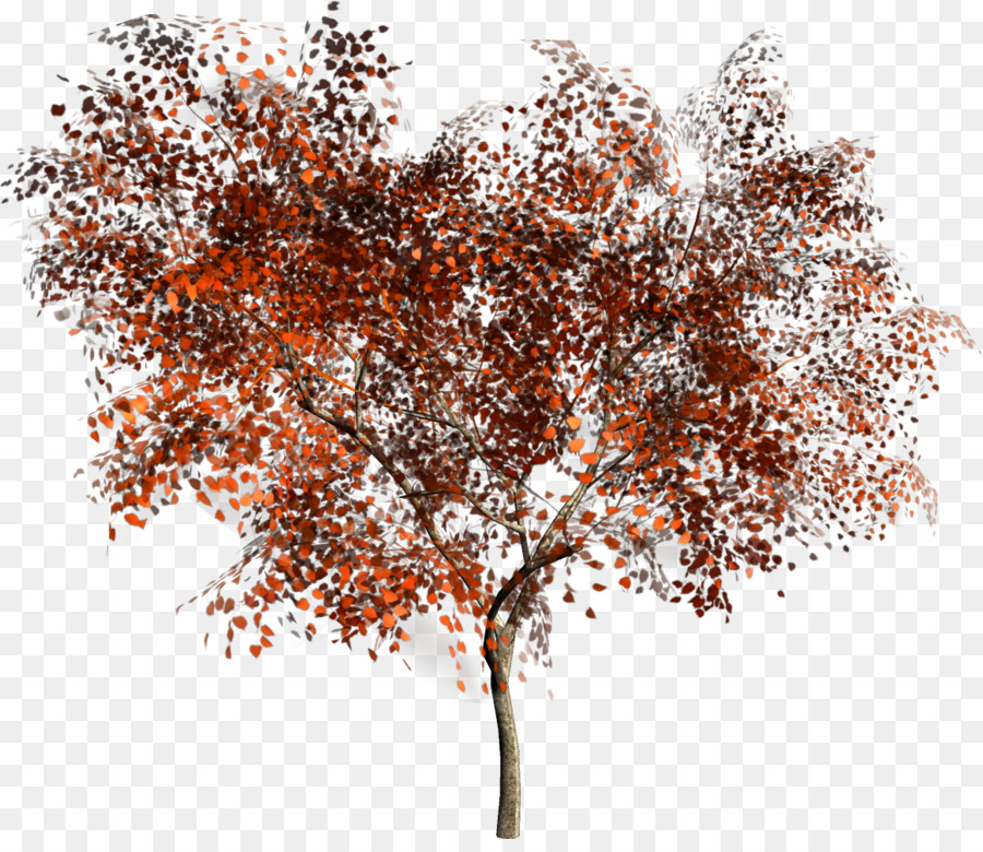 árbol Rojo，Hojas PNG