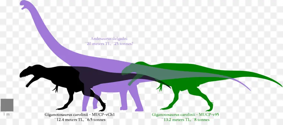 Gigantosauro，Argentinosaurus PNG