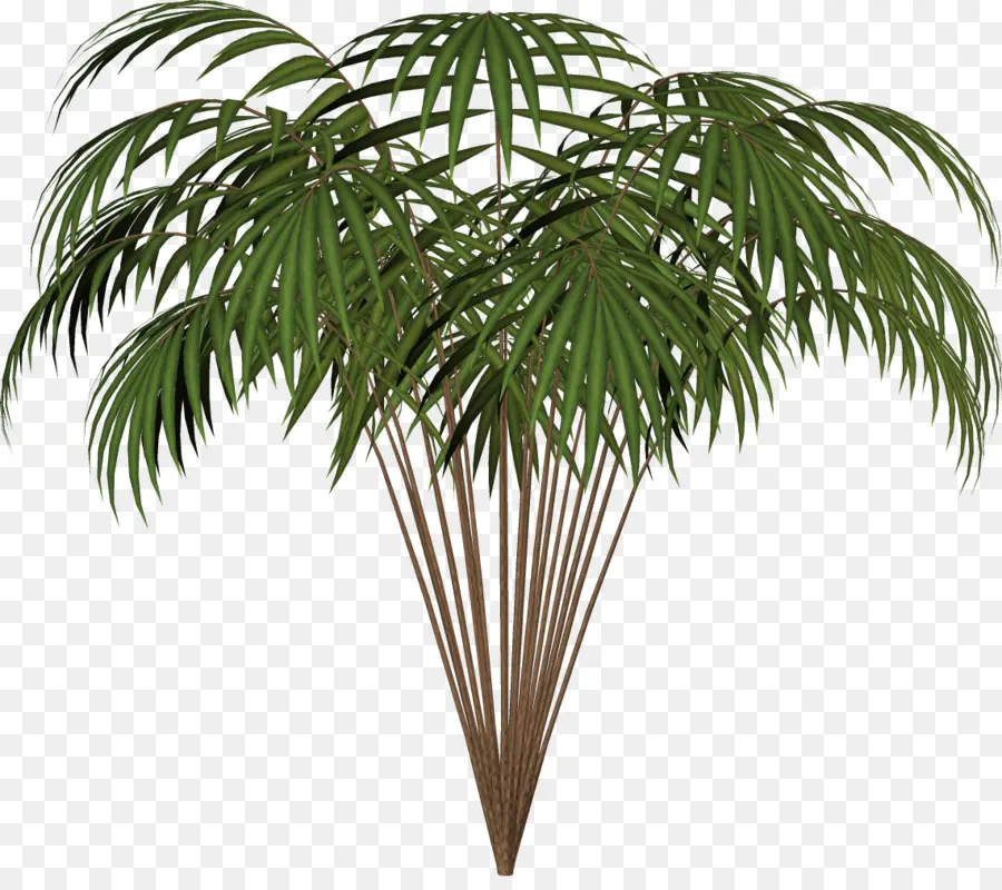 Arecaceae，Asiático Palmira Palma PNG