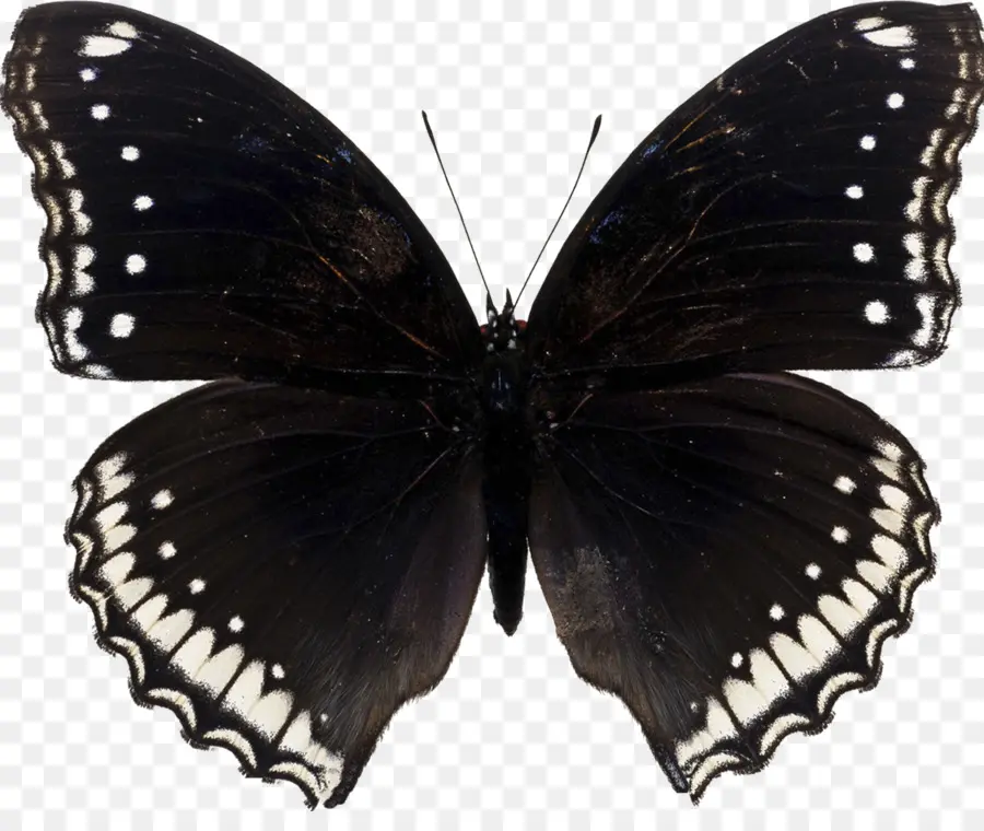 Mariposa，Papilio Machaon PNG