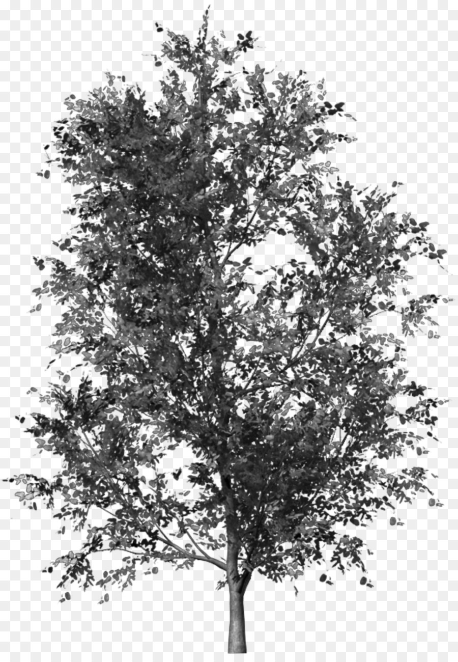 Árbol，Silueta PNG