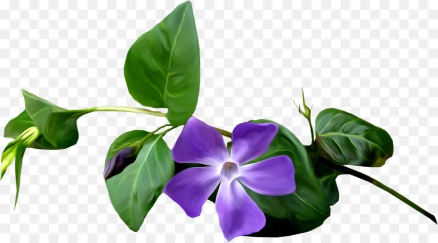 Flor Morada，Hojas Verdes PNG