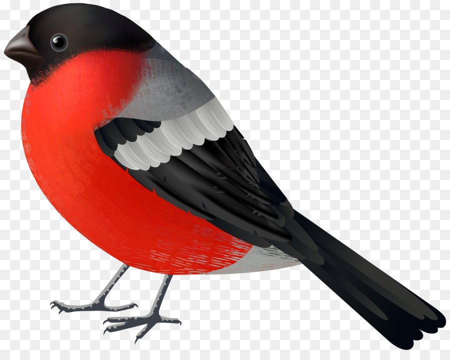 Pájaro Naranja，Plumas PNG