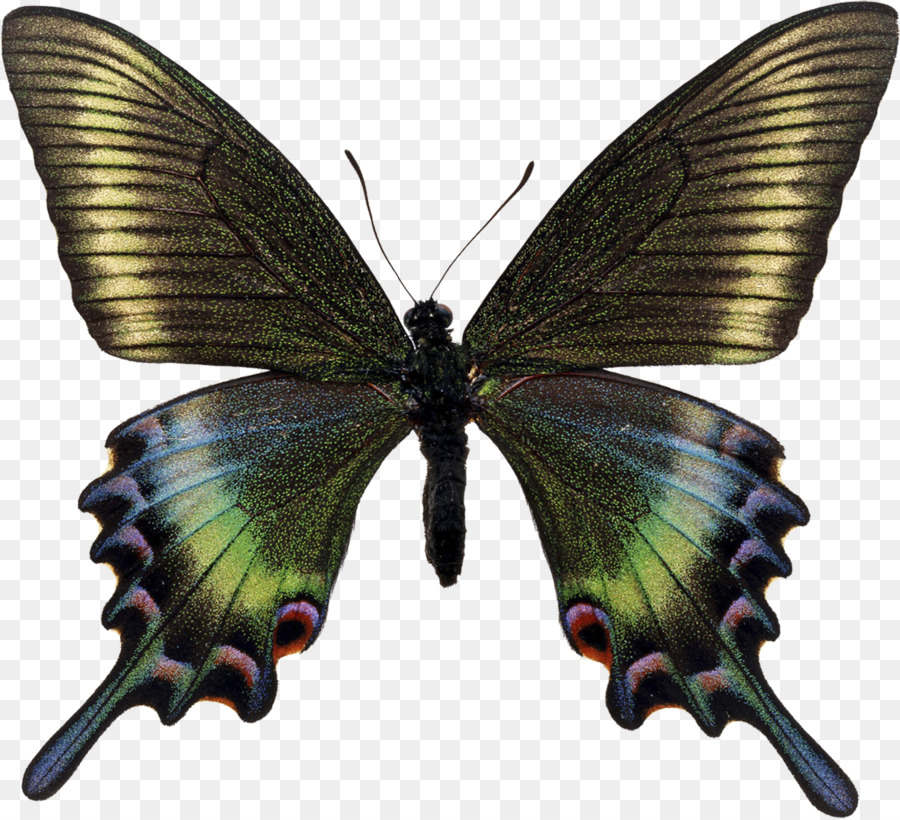 Mariposa，Papio Maackii PNG