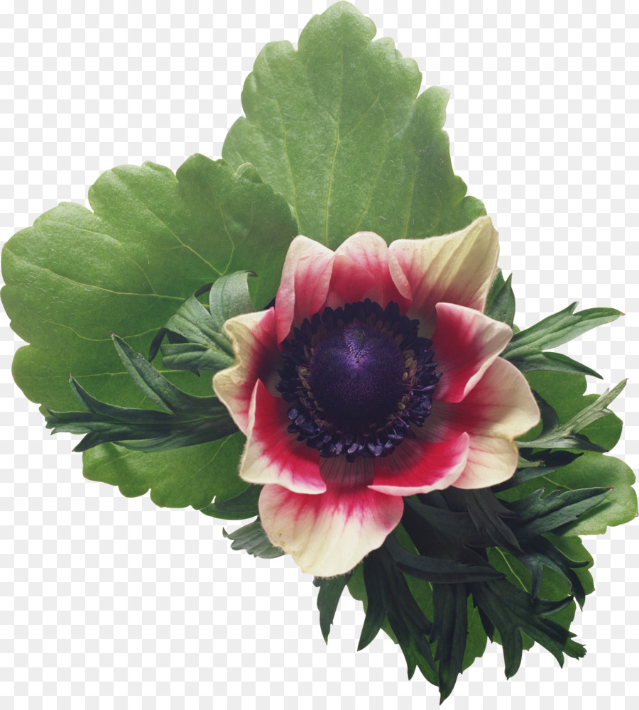 Iglú，Flor PNG