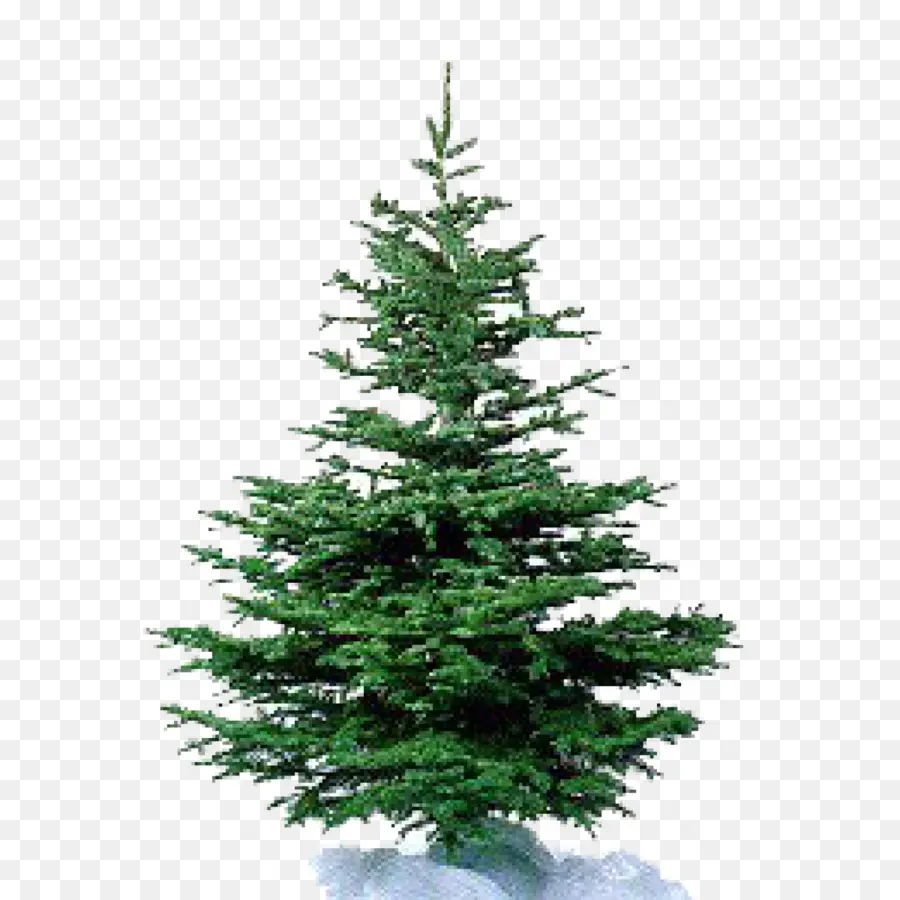 Nordmann Fir，árbol PNG