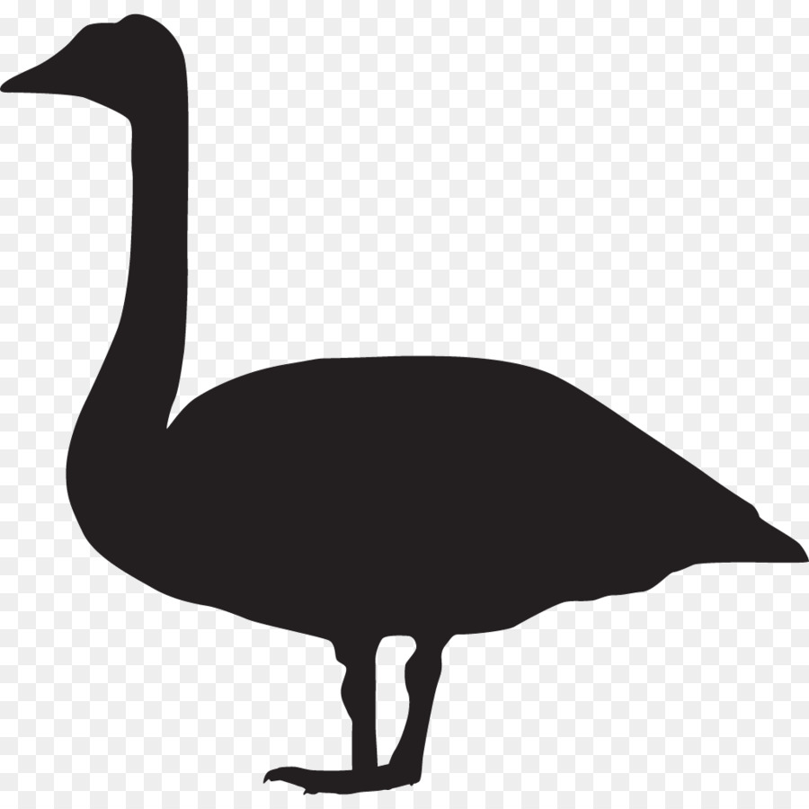 Pájaro，Pato PNG