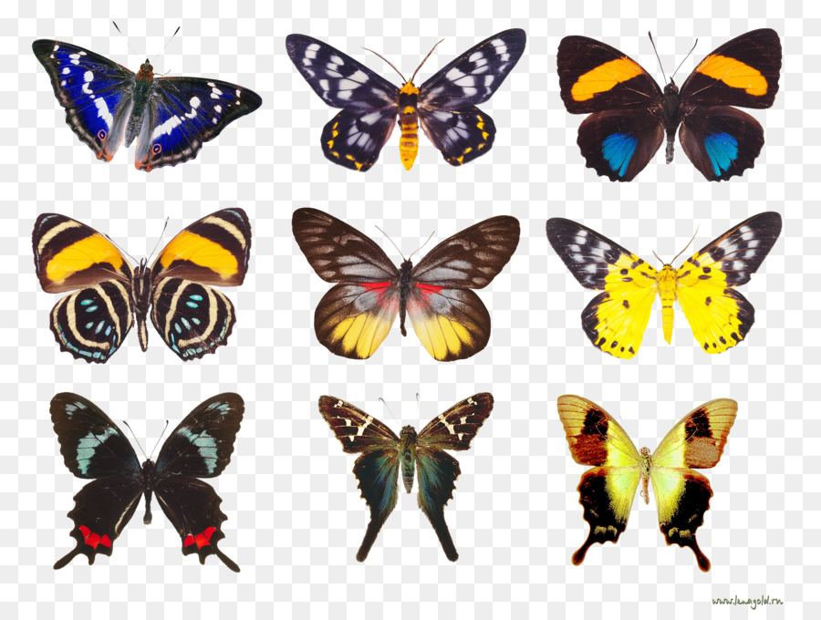 Mariposas，Vistoso PNG