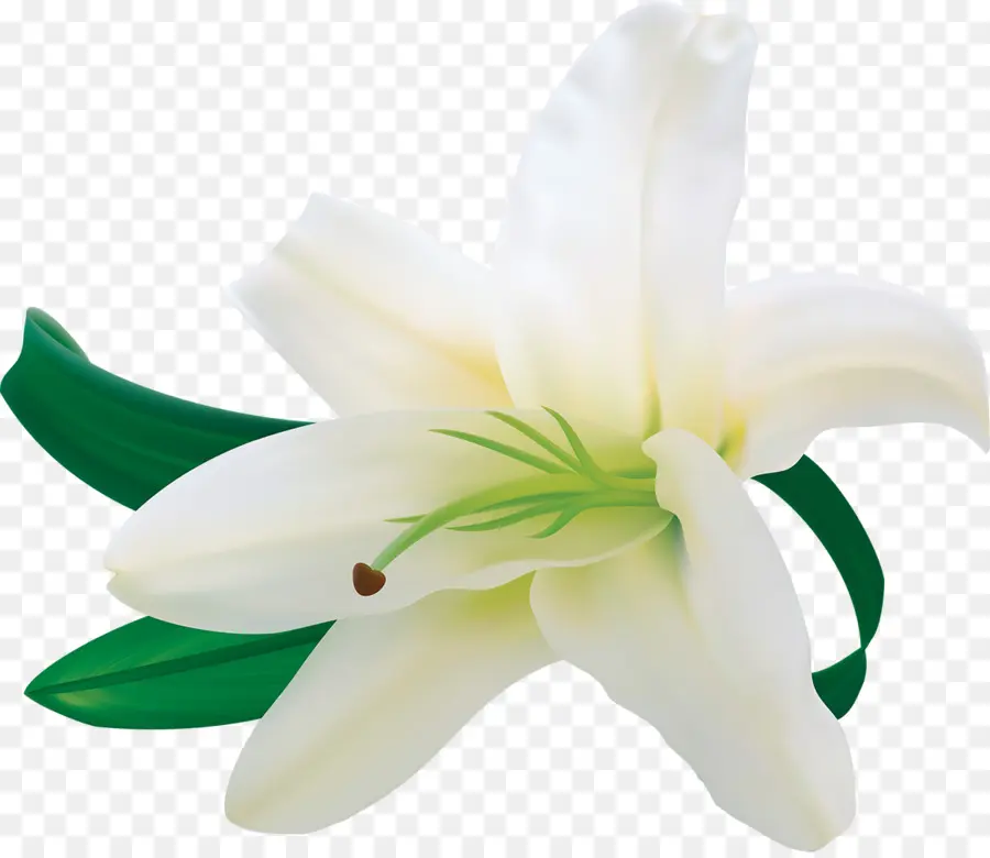 Lirio De Pascua，Flor PNG