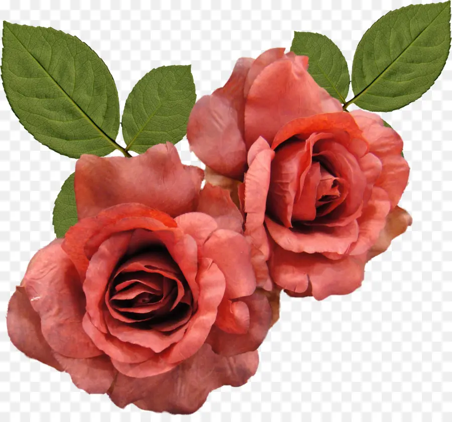 Rosa，Fondo De Escritorio PNG