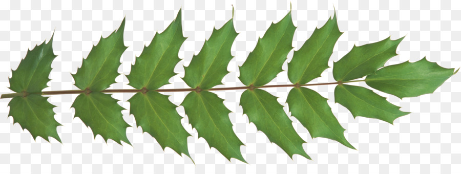 Hoja，Tallo De La Planta PNG