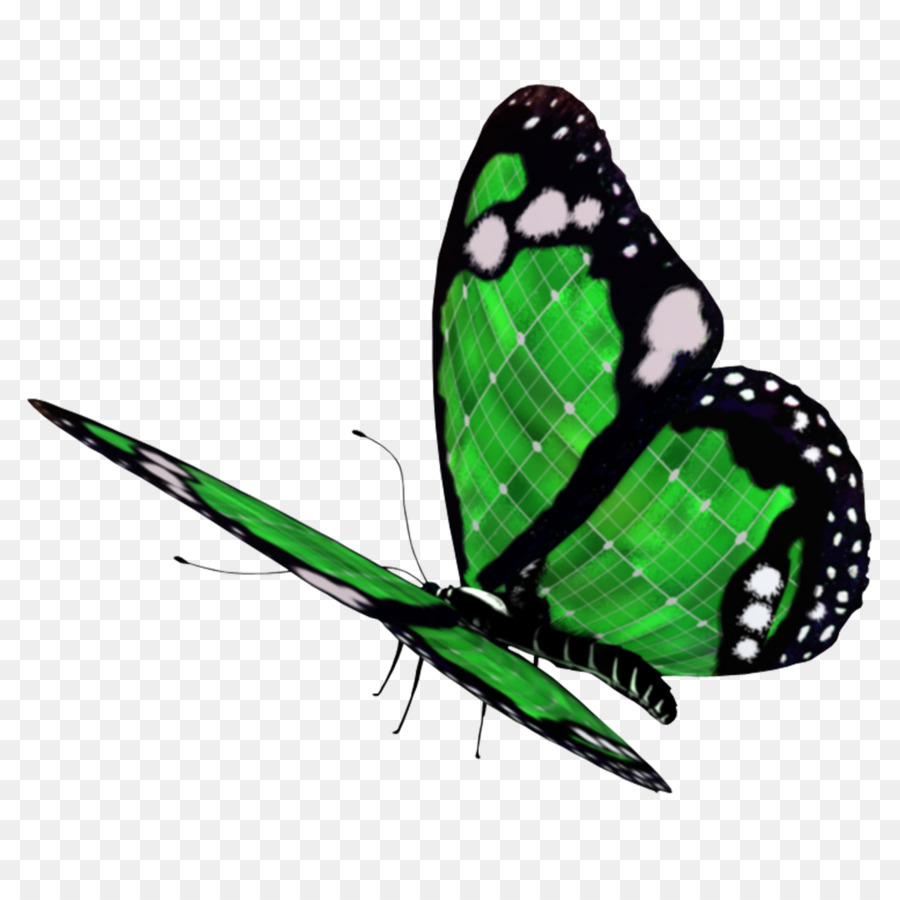 Mariposa Verde，Insecto PNG