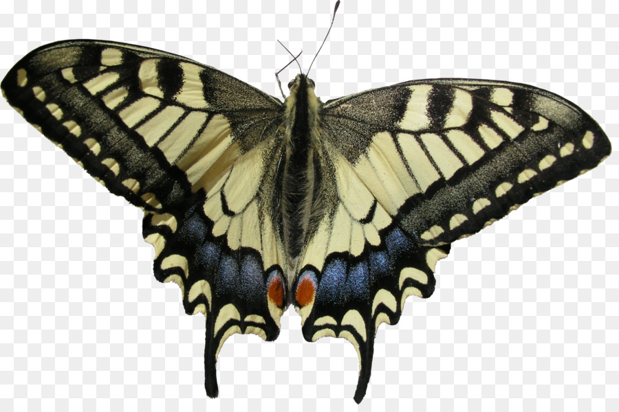 Mariposa，Papilio Machaon PNG