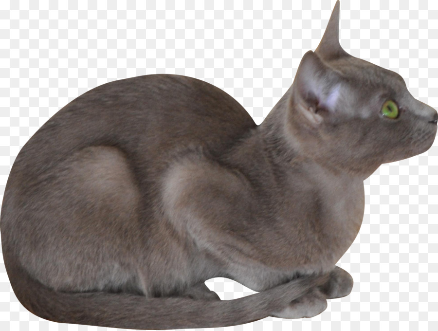 Korat，Gato Birmano PNG