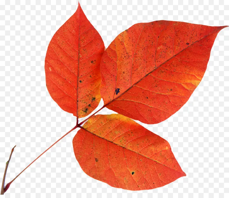 Hoja De Otoño，Caer PNG