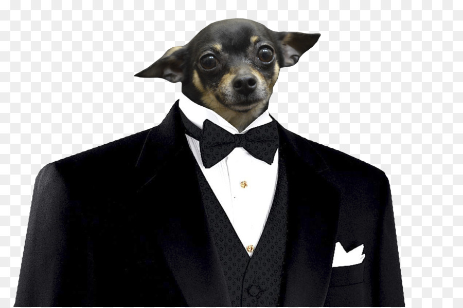 Perro En Traje，Smoking PNG