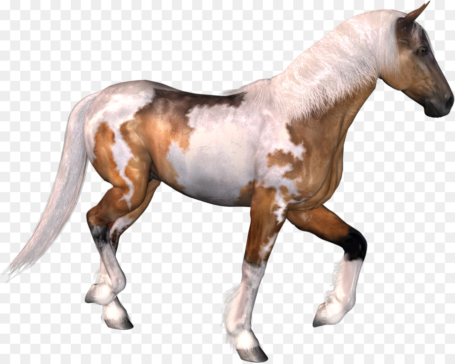 Caballo，Equino PNG