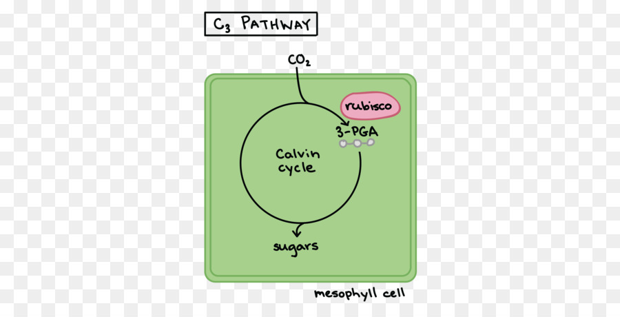 C3 Fijación De Carbono，Metabolismo Del ácido Crasuláceas PNG