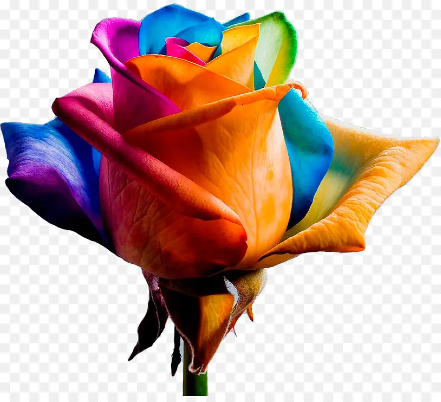 Rosa Arcoiris，Vistoso PNG