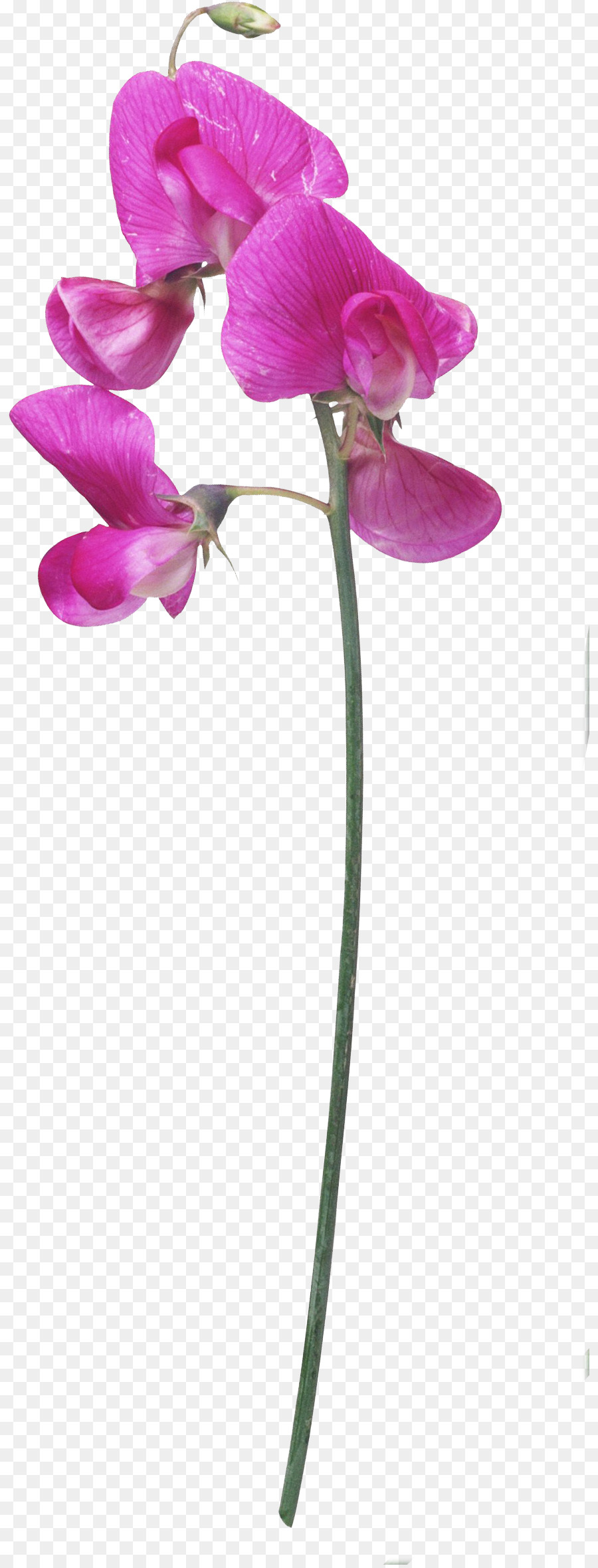 Flor，Planta PNG