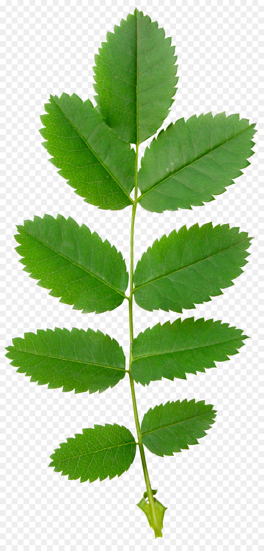 Hoja，Verde PNG