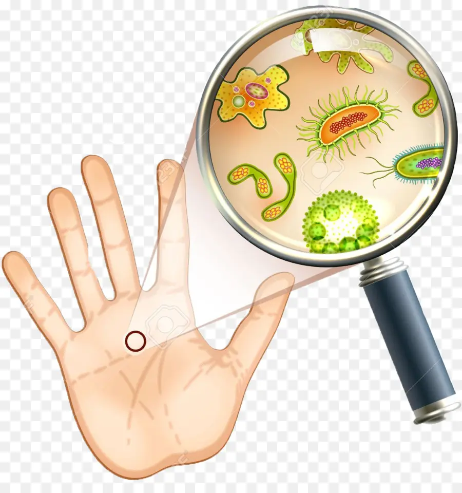 Las Bacterias，Microorganismo PNG