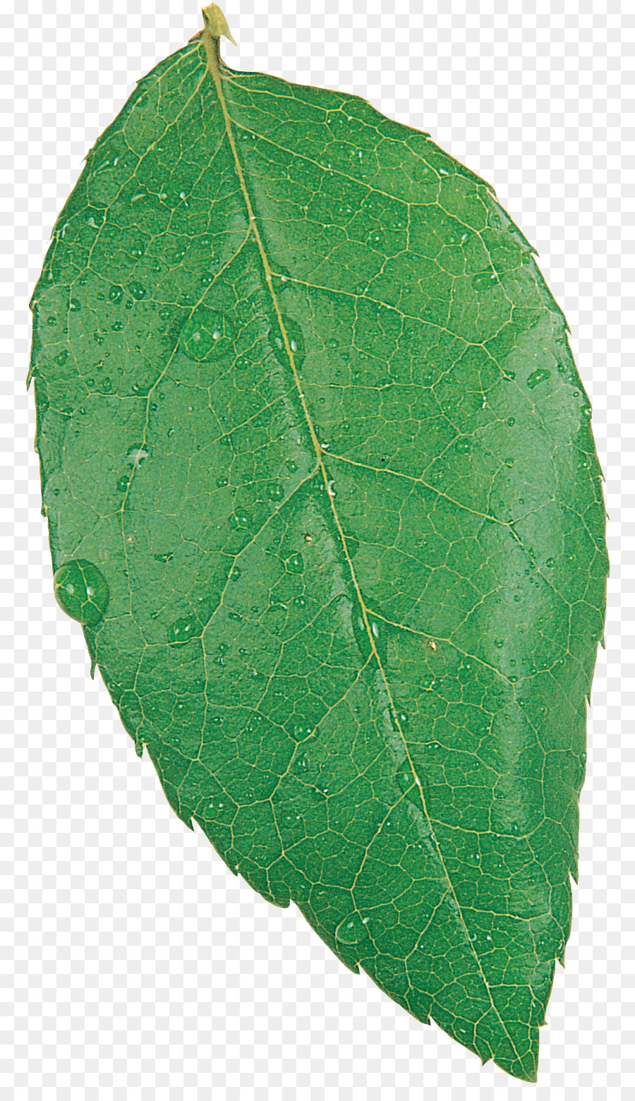 Patologia De Planta，Planta PNG